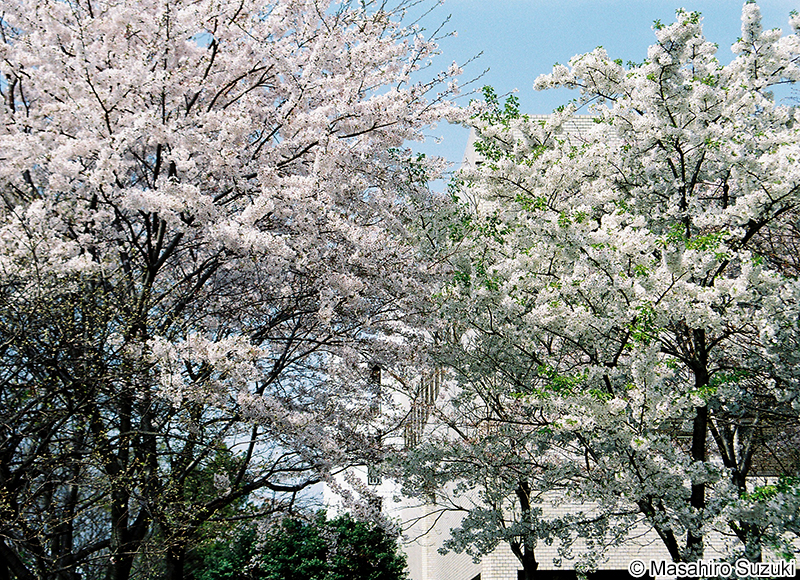 ソメイヨシノ Cerasus x yedoensis 'Somei-yoshino'