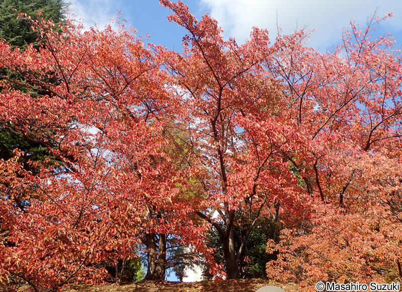 ソメイヨシノの紅葉