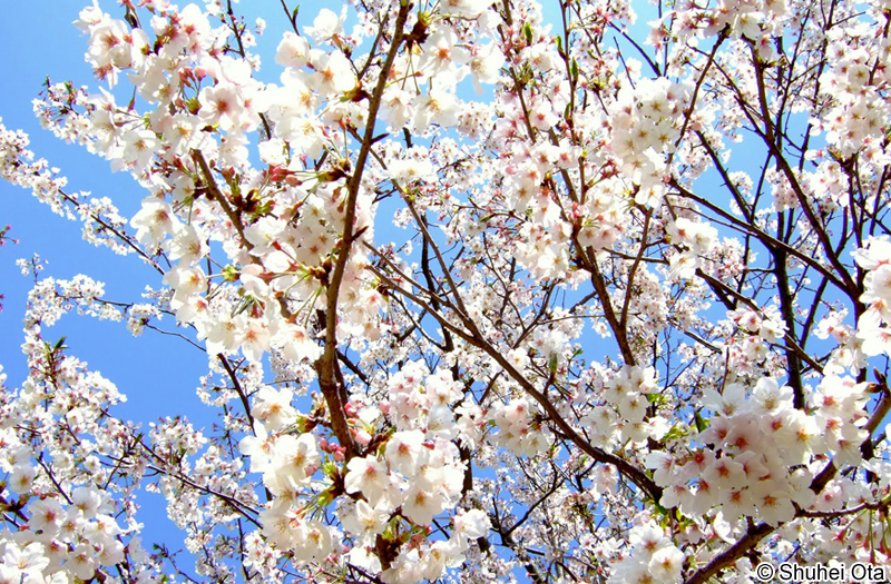 ソメイヨシノ Cerasus x yedoensis 'Somei-yoshino'