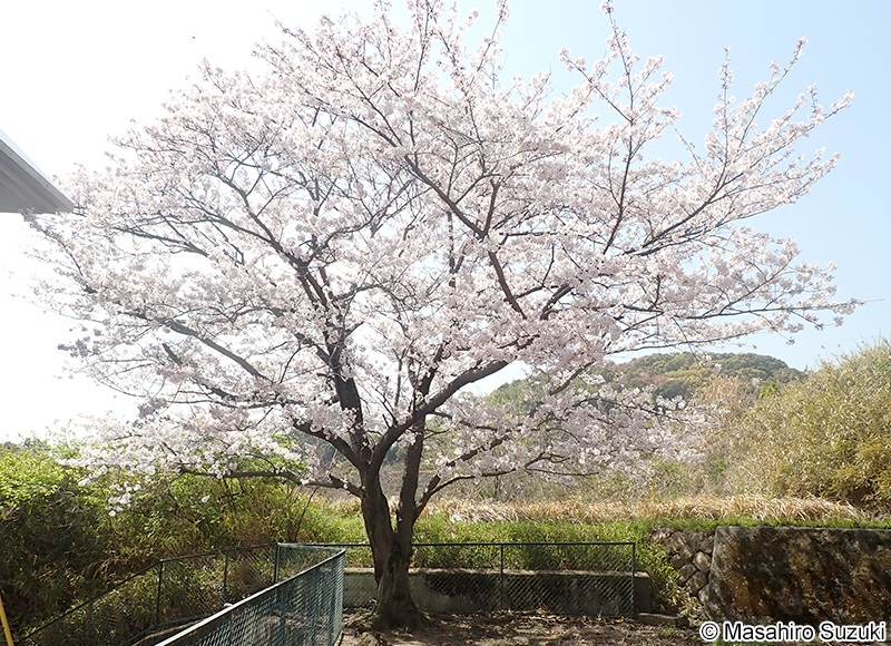 ソメイヨシノ Cerasus x yedoensis 'Somei-yoshino'