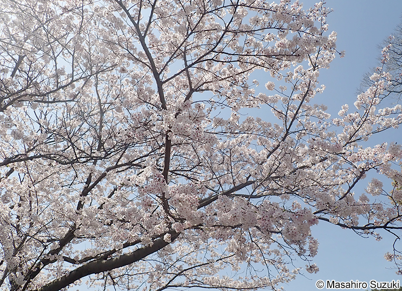 ソメイヨシノ Cerasus x yedoensis 'Somei-yoshino'