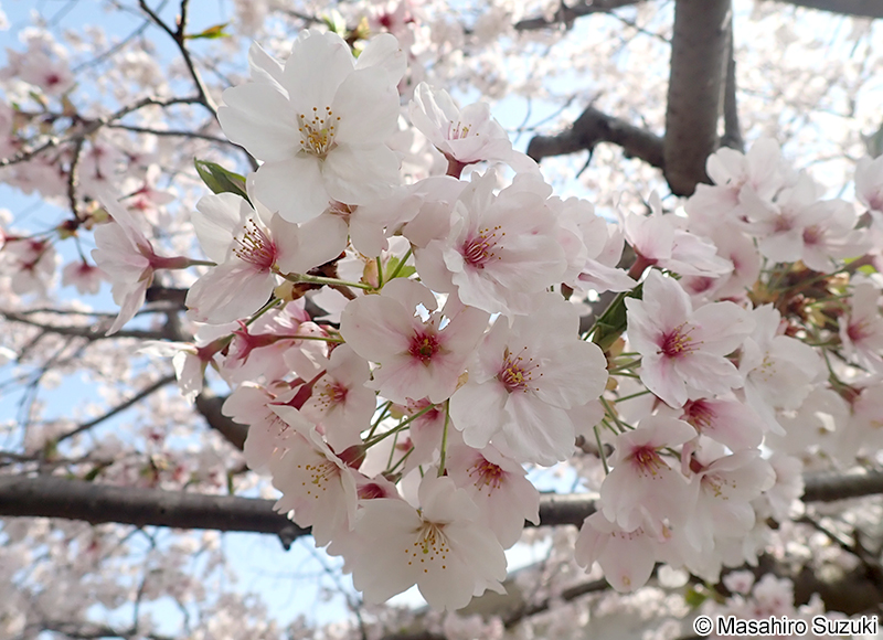 ソメイヨシノ Cerasus x yedoensis 'Somei-yoshino'