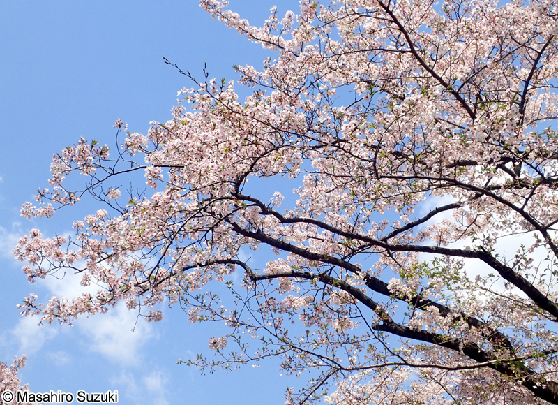 ソメイヨシノ Cerasus x yedoensis 'Somei-yoshino'