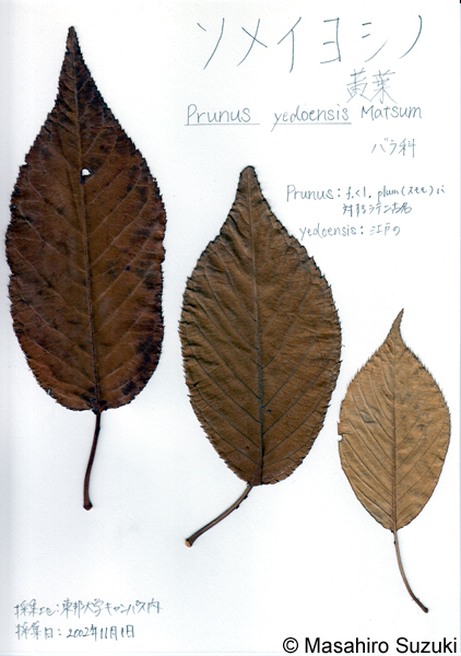 ソメイヨシノの押し葉