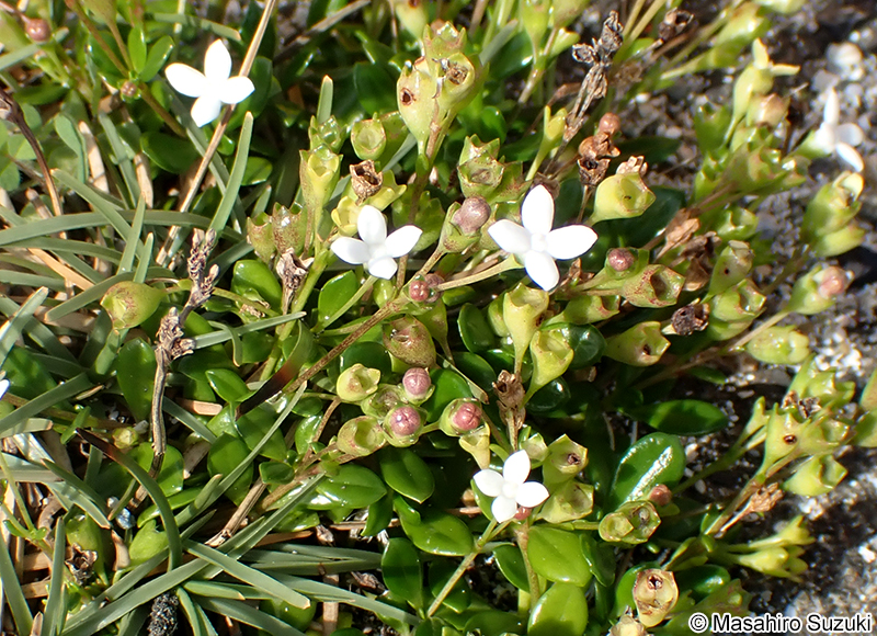ソナレムグラ Leptopetalum coreanum
