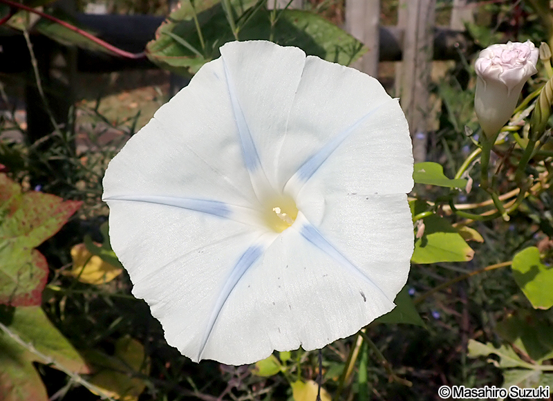 ソライロアサガオ（セイヨウアサガオ） Ipomoea tricolor 'Milky way'