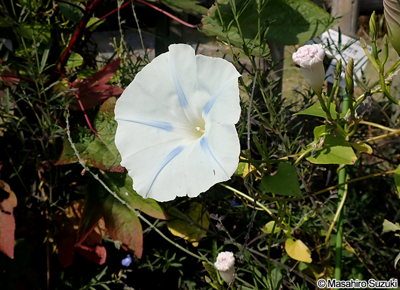 ソライロアサガオ（セイヨウアサガオ） Ipomoea tricolor 'Milky way'