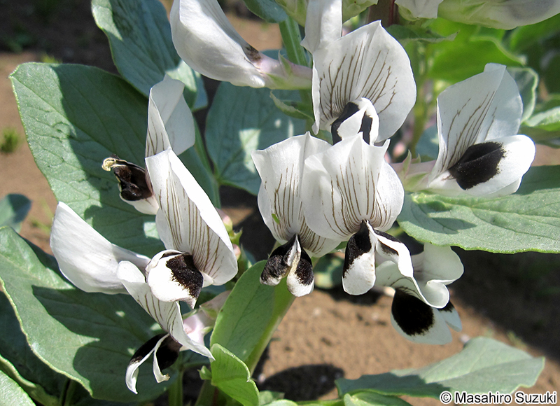 ソラマメ Vicia faba