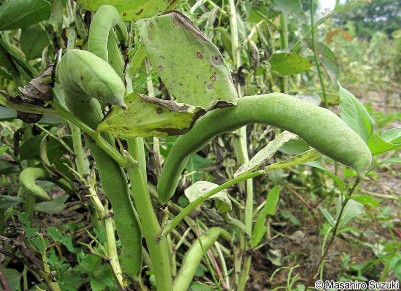 ソラマメ Vicia faba