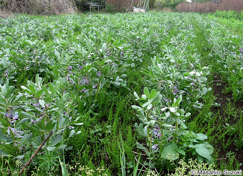 ソラマメ Vicia faba