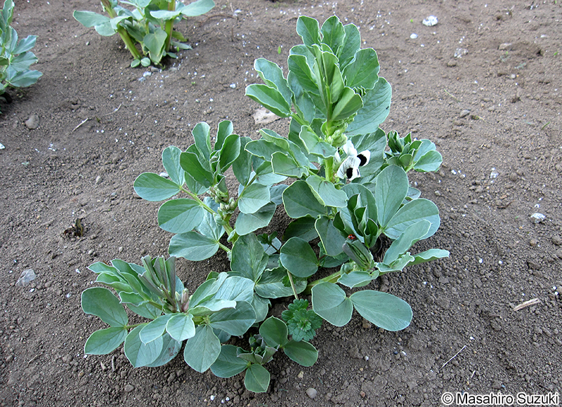 ソラマメ Vicia faba