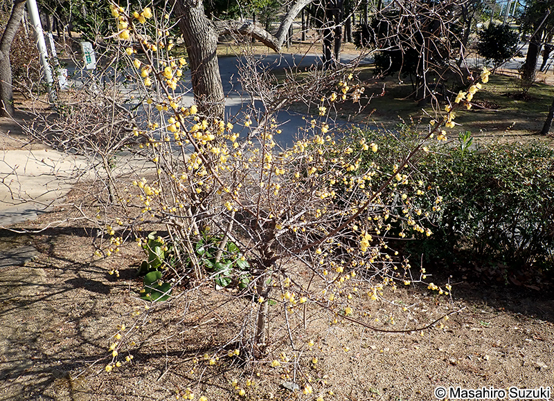 ソシンロウバイ Chimonanthus praecox f. concolor