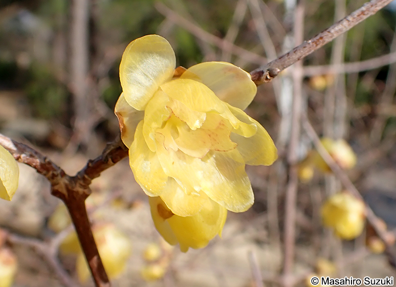 ソシンロウバイ Chimonanthus praecox f. concolor