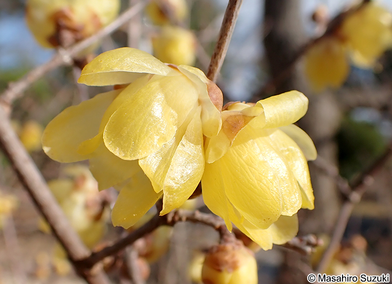 ソシンロウバイ Chimonanthus praecox f. concolor