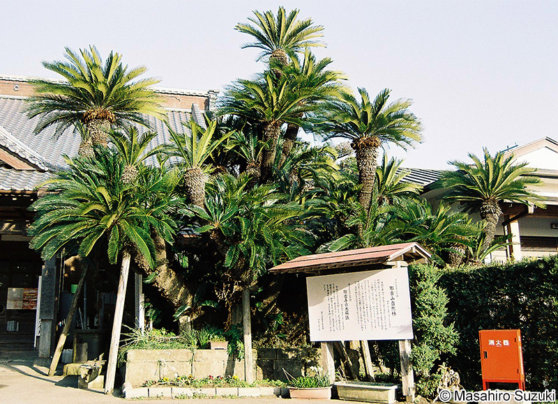 千葉県那古寺の大ソテツ