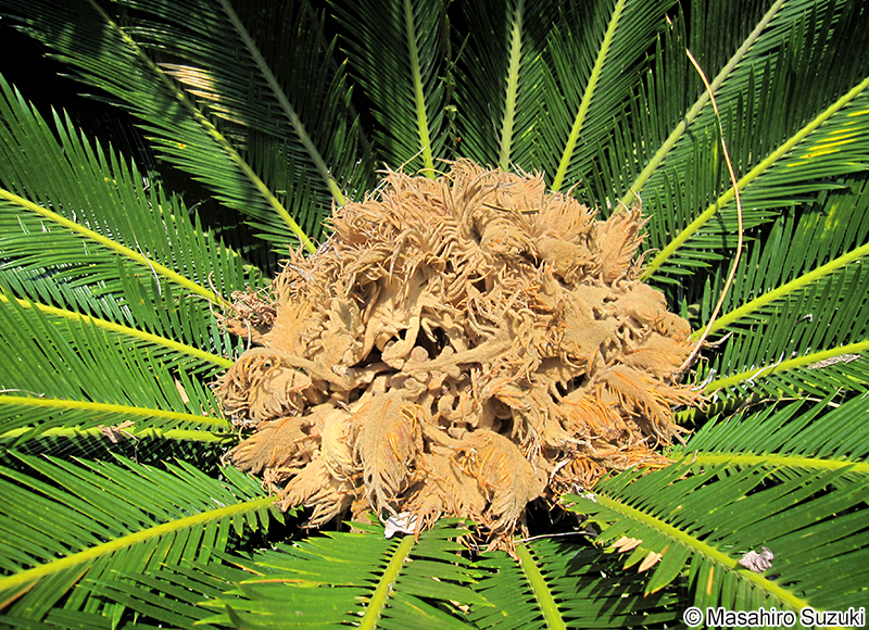ソテツ Cycas revoluta