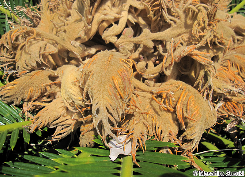 ソテツ Cycas revoluta