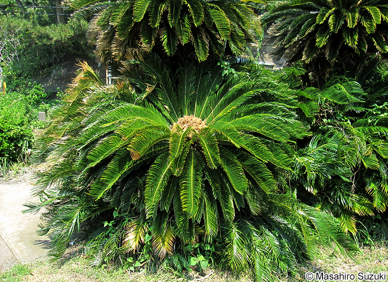 ソテツ Cycas revoluta