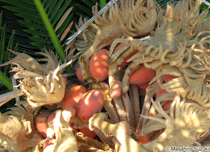 ソテツ Cycas revoluta