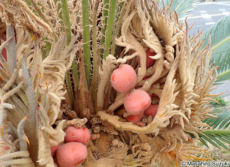 ソテツ Cycas revoluta