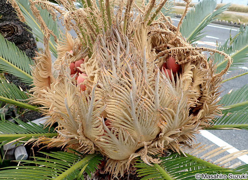 ソテツ Cycas revoluta