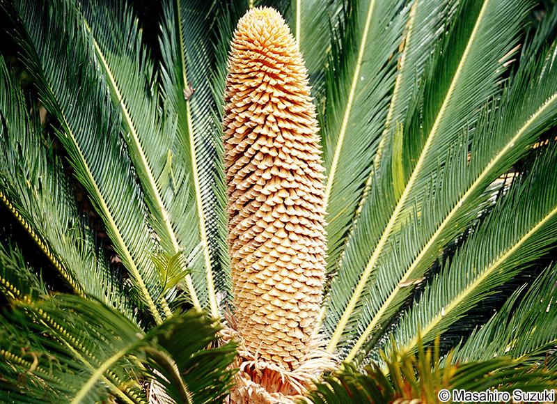 ソテツ Cycas revoluta