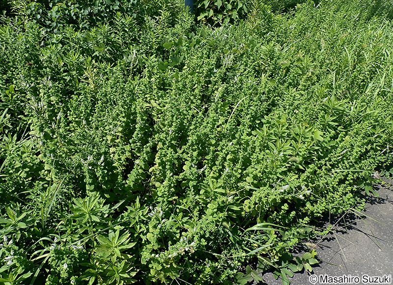 マルバハッカ（アップルミント） Mentha suaveolens