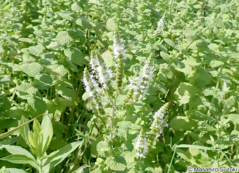 マルバハッカ（アップルミント） Mentha suaveolens