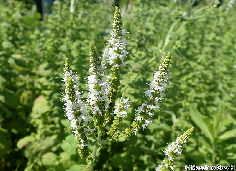 マルバハッカ（アップルミント） Mentha suaveolens
