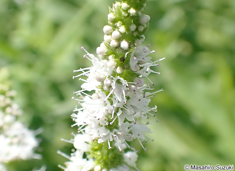 マルバハッカ（アップルミント） Mentha suaveolens