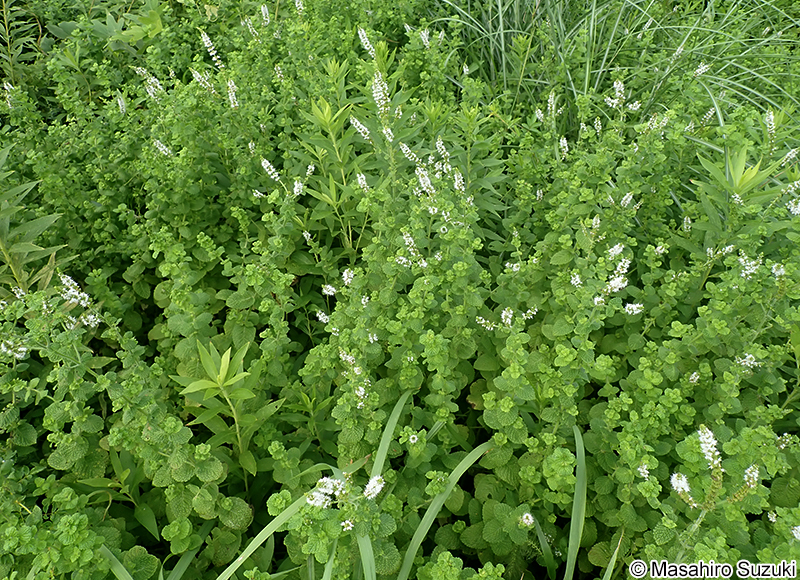 マルバハッカ（アップルミント） Mentha suaveolens