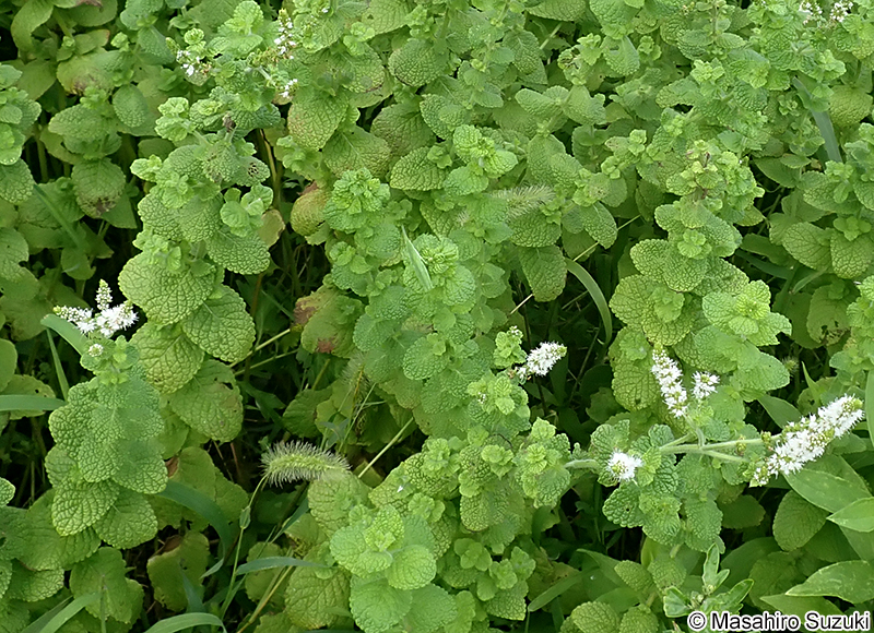 マルバハッカ（アップルミント） Mentha suaveolens