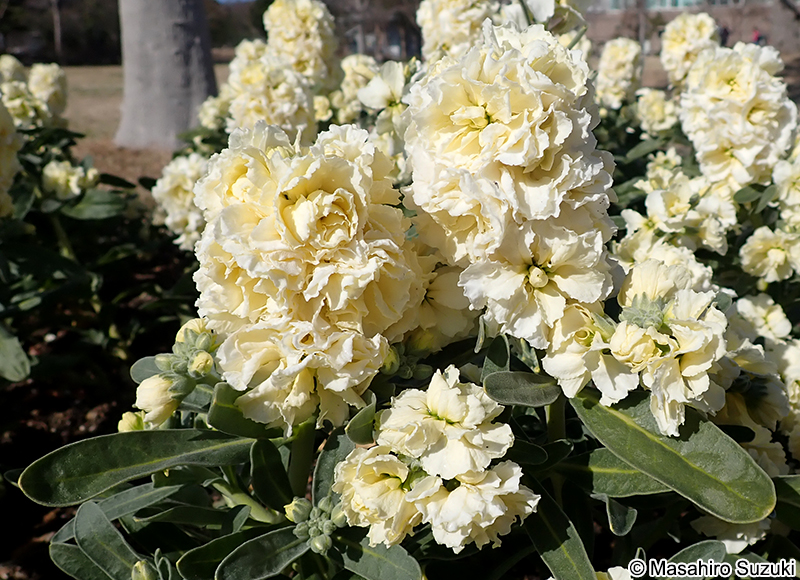 ストック（アラセイトウ） Matthiola incana