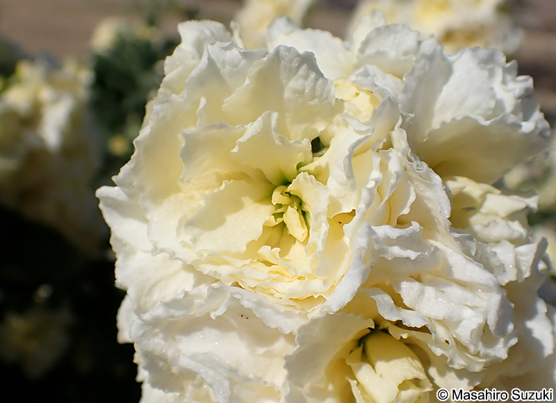 ストック（アラセイトウ） Matthiola incana