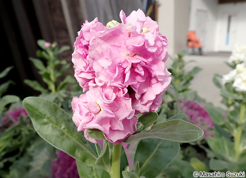 ストック（アラセイトウ） Matthiola incana