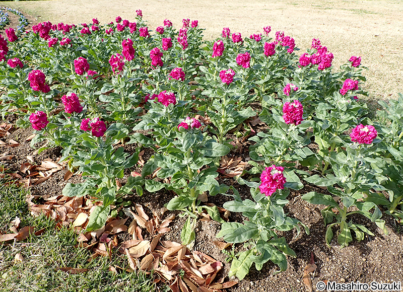 ストック（アラセイトウ） Matthiola incana