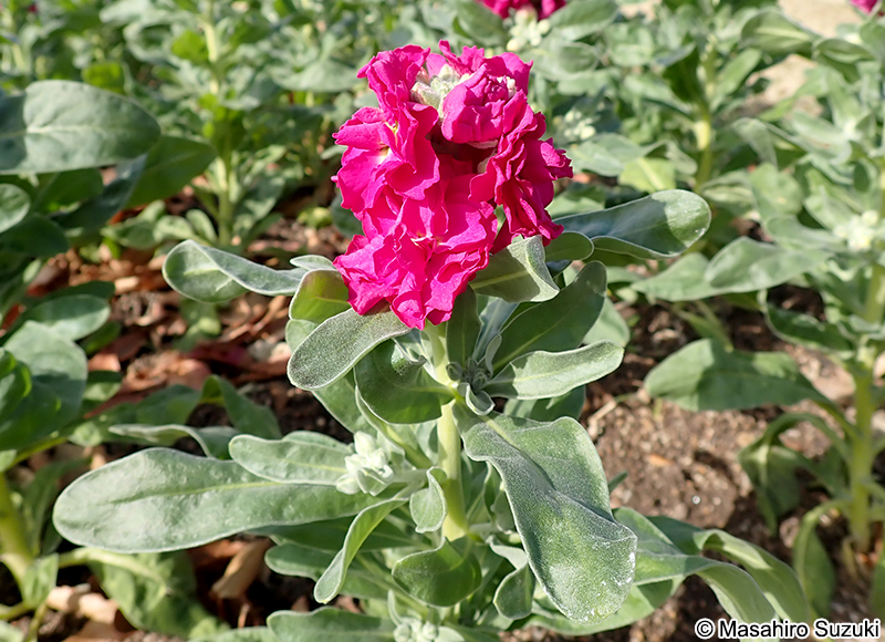 ストック（アラセイトウ） Matthiola incana