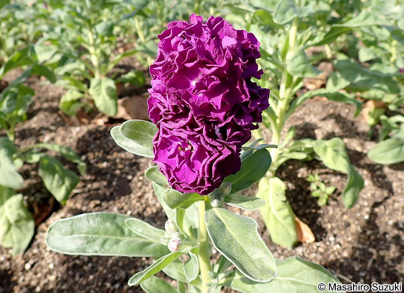 ストック（アラセイトウ） Matthiola incana