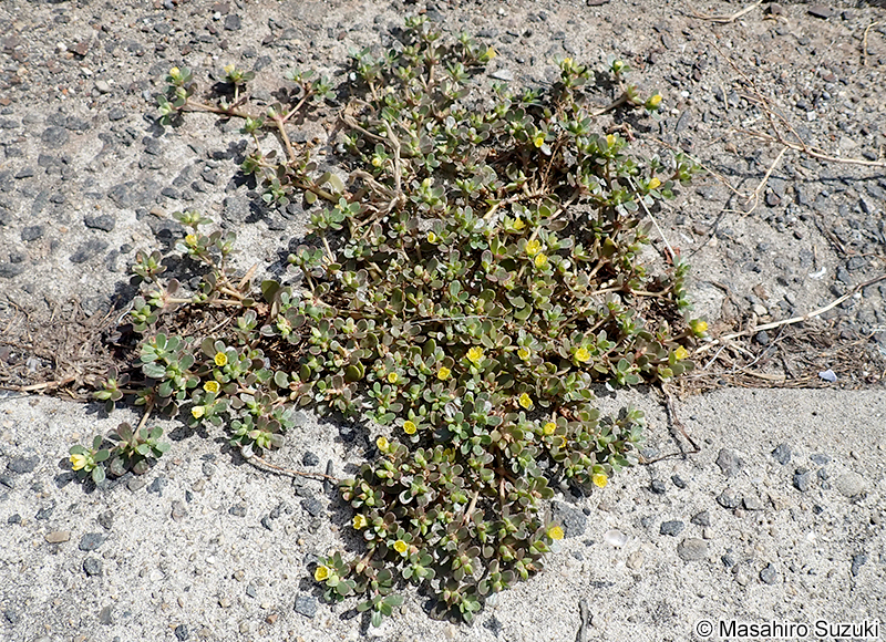 スベリヒユ Portulaca oleracea