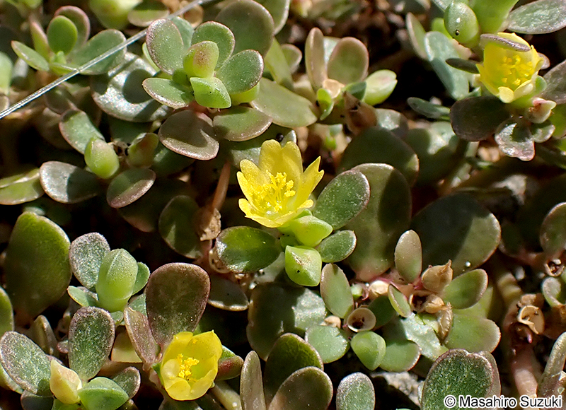 スベリヒユ Portulaca oleracea