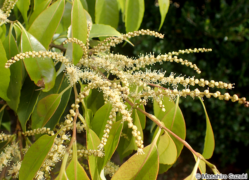 スダジイ Castanopsis sieboldii