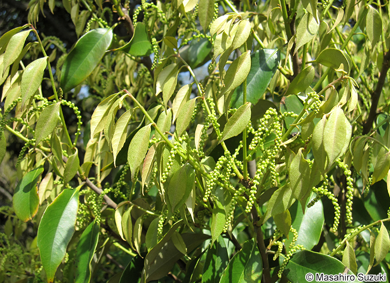 スダジイ Castanopsis sieboldii