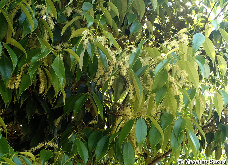 スダジイ Castanopsis sieboldii