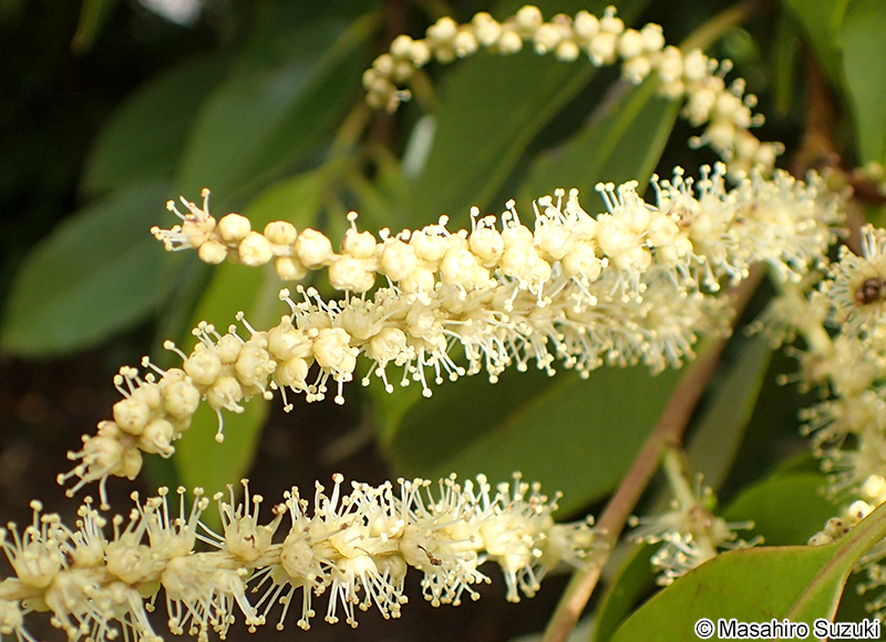 スダジイ Castanopsis sieboldii