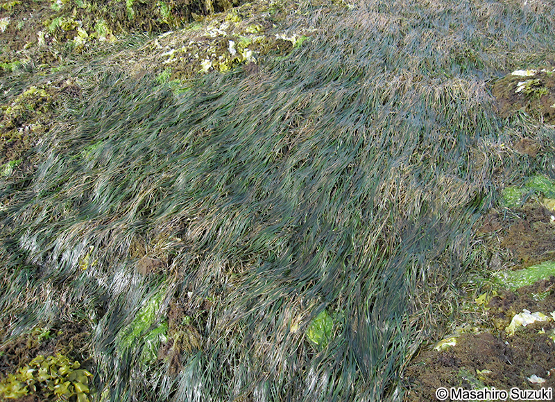 スガモ Phyllospadix iwatensis