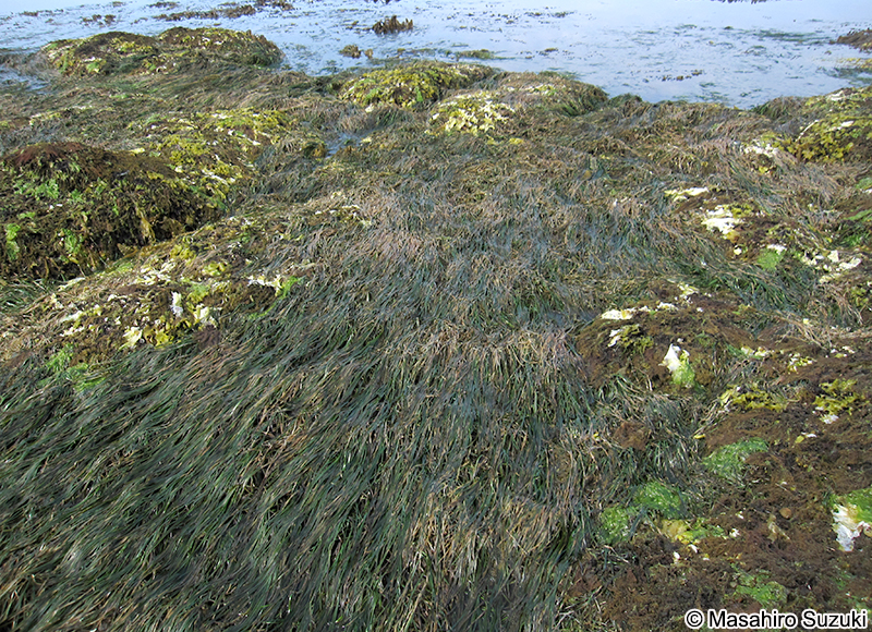 スガモ Phyllospadix iwatensis