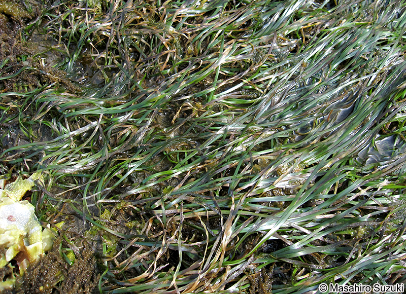 スガモ Phyllospadix iwatensis