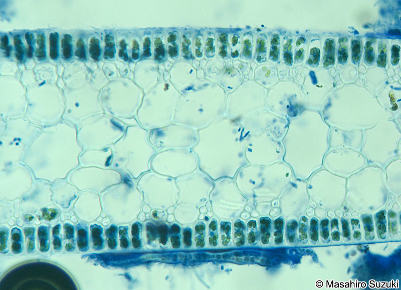 スガモの葉の横断面