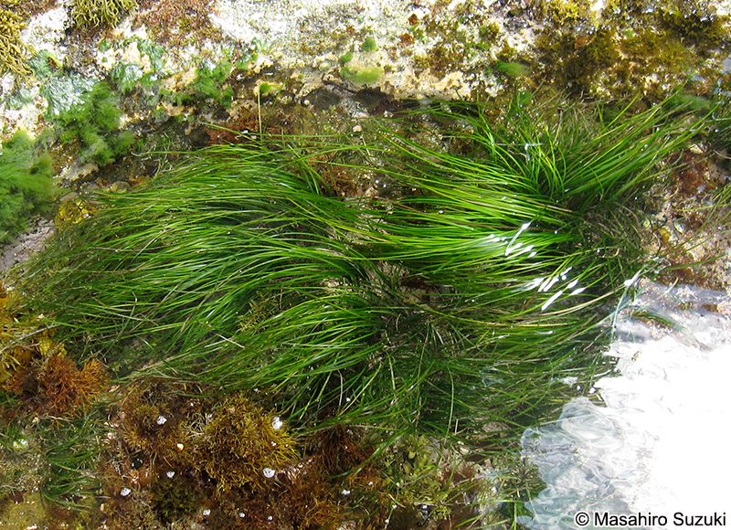 スガモ Phyllospadix iwatensis