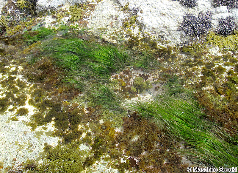 スガモ Phyllospadix iwatensis